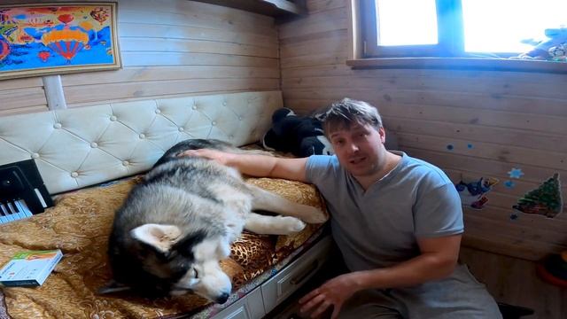 Обработка собак от глистов и клещей, как не навредить собаке. смотреть онлайн