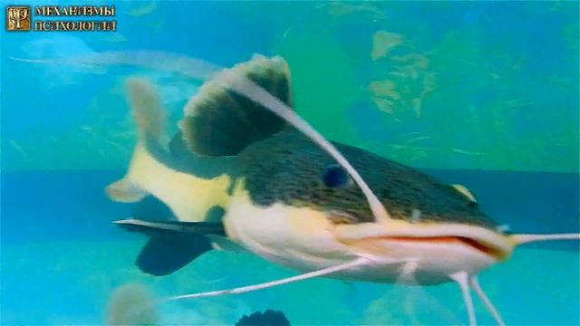 Видео для Релаксации Аквариумные Рыбки. Расслабление, Релаксация, Успокоение Нервной Системы, Релак