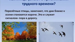 Урок окружающий мир 2 класс, тема: Птичьи секреты