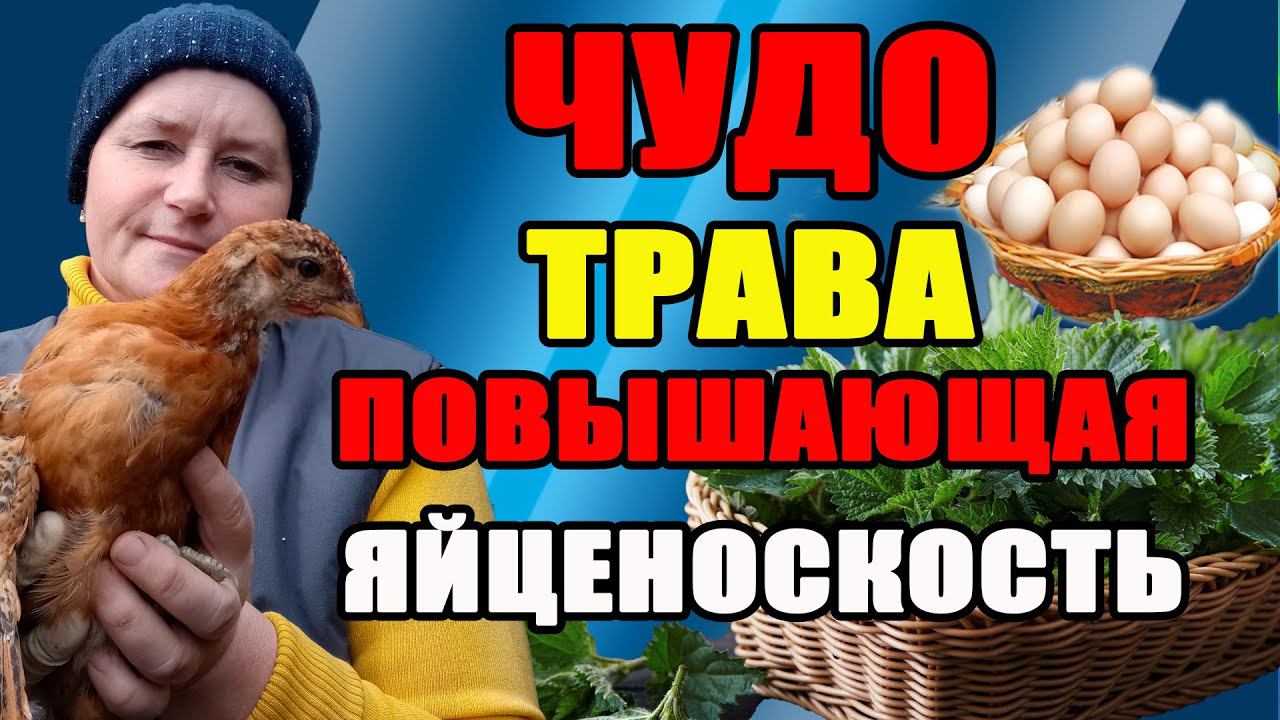 Обязательно заготовить это для кур. Хорошая яйценоскость и иммунитет у кур. смотреть онлайн