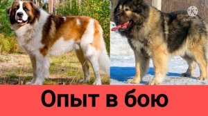 Московская сторожевая против Кавказской овчарки