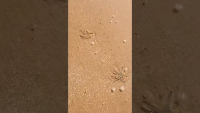 Морские звёздочки. смотреть онлайн