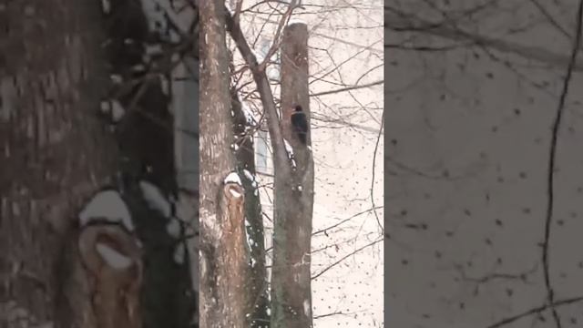 Дятел зимой возле дома! :0 смотреть онлайн