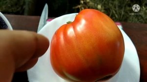 Обзор томатов с дегустацией - Чёрное или пурпурное сердце Рейнхарда и Гигант Бельгии.