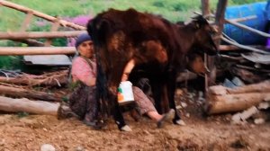 Турецкая деревня. Взгляд изнутри. переезд в Турцию на ПМЖ. Жизнь в Турции.