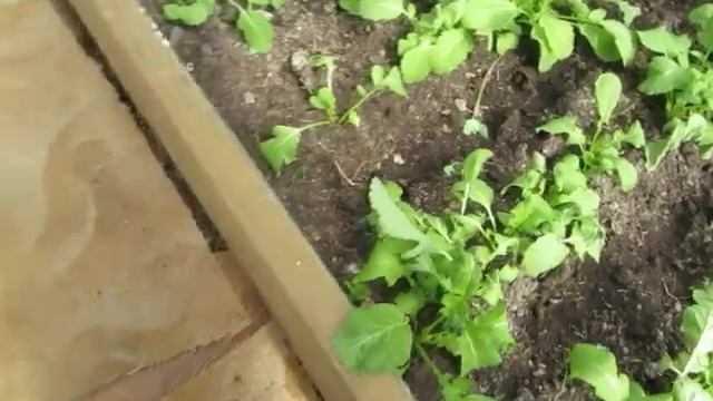 Дача - 2 мая 2019 часть 2 смотреть онлайн