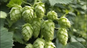 Хмель полезные свойства, как применять хмель