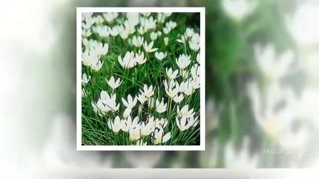 Zephyranthes - garden plants смотреть онлайн