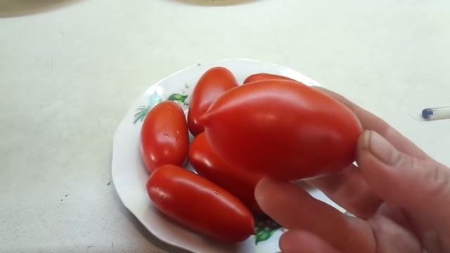 ТОМАТ ДАМСКИЙ ПАЛЬЧИК - КЛАССИЧЕСКИЙ ЗАСОЛОЧНЫЙ СОРТ. Ольга Чернова. смотреть онлайн