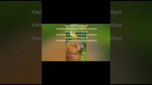 Капибара караоке.