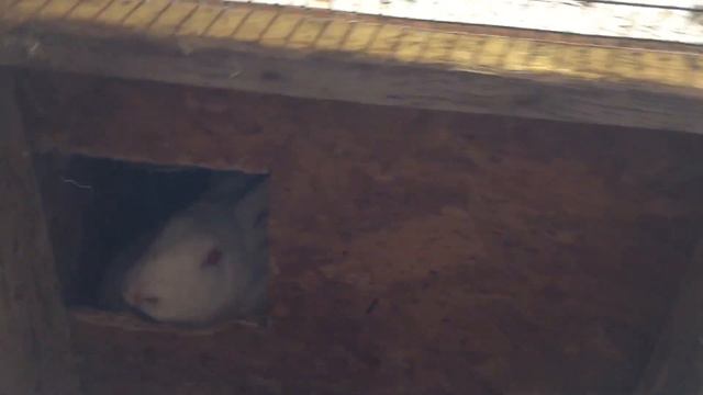 Знакомьтесь, кролики с фермы смотреть онлайн