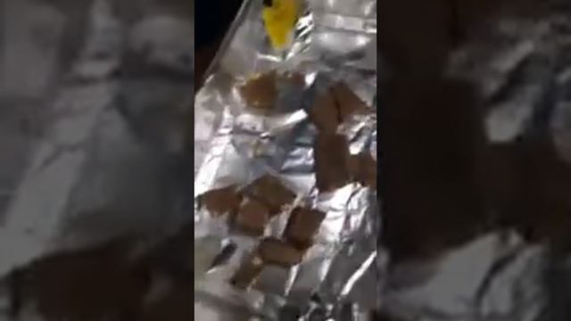 Шоколад с червями! Кушайте не обляпайтесь!!!! смотреть онлайн