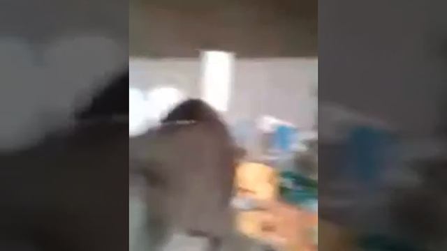 кот предлагает лапу и сердце и виляет хвостом смотреть онлайн