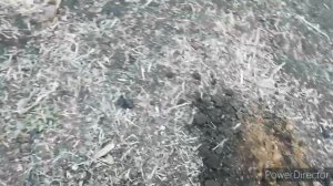 Сажаю траву спорыш или птичий горец. Для курочек и уточек.