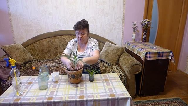 Как размножить алоэ. Это растение должно быть в каждом доме! смотреть онлайн