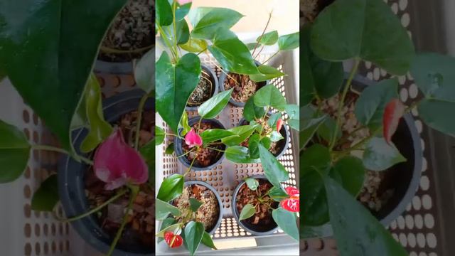 මේ ඔක්කොම 6000 යි | Anthurium Plants | Beautiful Anthurium