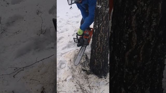 Как спилить дерево бензопилой смотреть онлайн