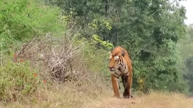 Посмотрите, Вот На Что способен Самый Мощный Бык в Мире! смотреть онлайн