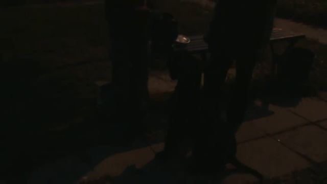 Финик тренируется к выставке 11 09 2012 смотреть онлайн