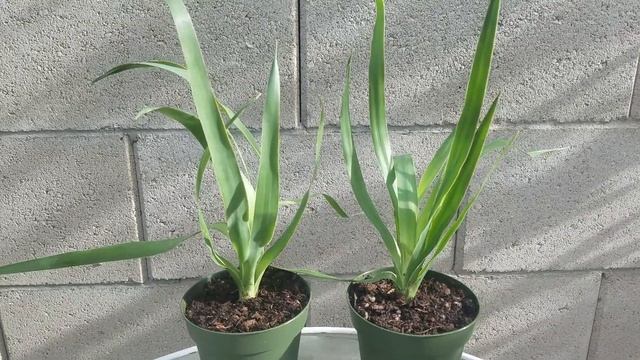 Dragon's Blood Tree Care (Dracaena Draco) смотреть онлайн