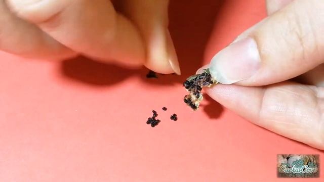 ECHINOCEREUS VIRIDIFLORUS Harvesting  Cactus Seeds & CLEANING Cactus Seeds