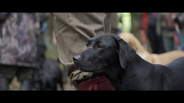 Driven shooting in France | Chateau de Villette смотреть онлайн