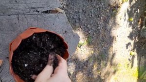 КАК ПОСАДИТЬ КОСТОЧКУ НЕКТАРИНА