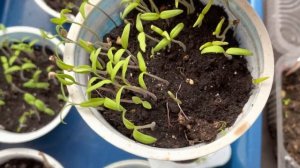 Как ухаживать за рассадой томатов, когда появились первые петельки и семядольные листики