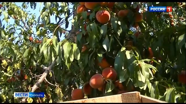 В Самаре открыта продажа саженцев плодово-ягодных культур смотреть онлайн
