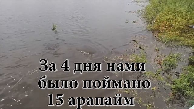 Как поймать рыбу мечты: ловля арапаймы глазами клиентов Royal Safari смотреть онлайн