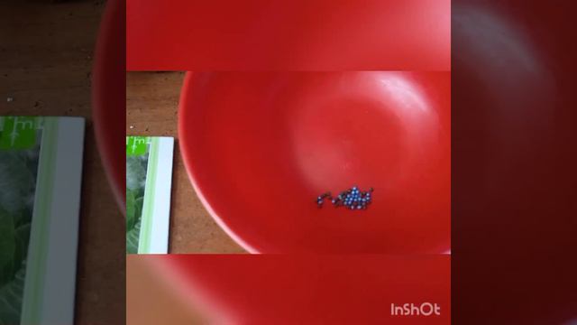 посадка семян продолжается и опять 😮 почему разные семена? ,,интэрэсно,,05.04.23 смотреть онлайн