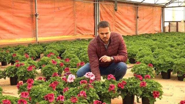 Pelargonium Grandiflora