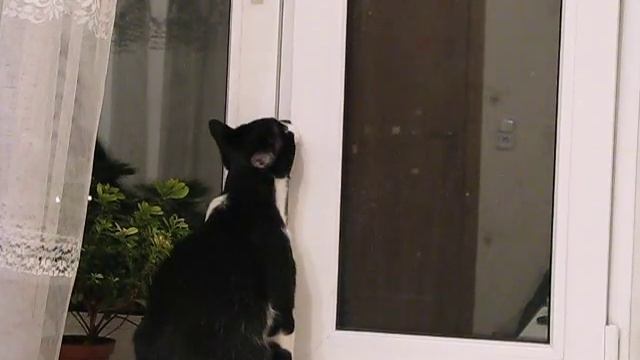 кот хочет открыть окно смотреть онлайн