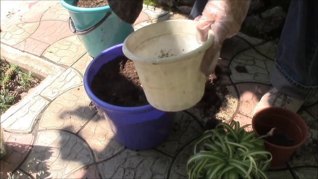Хлорофитум хохлатый, волнистый.  Как пересадить после покупки? Chlorophytum Comosum