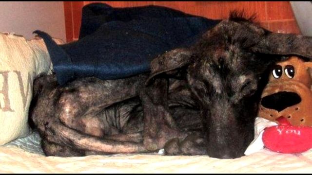 Этот пес медленно умирал на улице. Но через несколько недель пса уже было не узнать смотреть онлайн