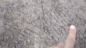 Обрезка однолетних яблонь - мой опыт