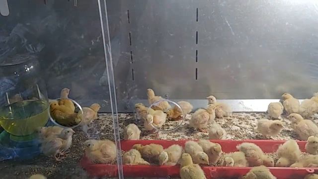 Первые две недели жизни перепелов смотреть онлайн