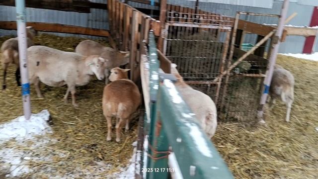 катумские матки и ярки