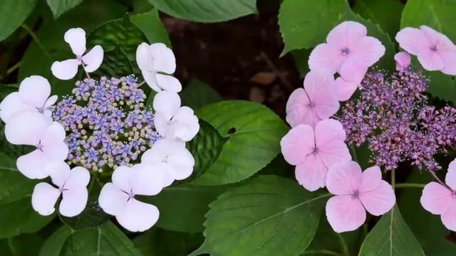 Flowers in the botanical garden. Blues. Цветы в ботаническом саду. Блюз. смотреть онлайн