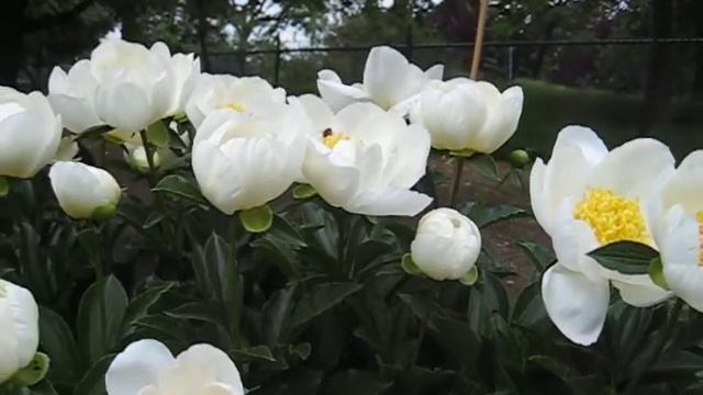 Pioenroos Duchesse de Nemours смотреть онлайн