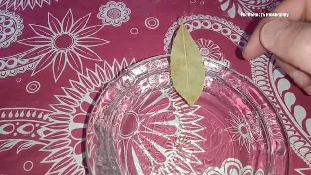 Зачем надо поджигать лавровый лист в вашем доме смотреть онлайн