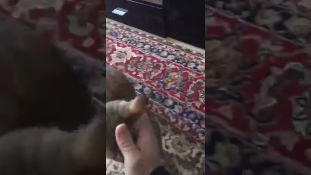 Котенок чаузи питомника Анакторон смотреть онлайн