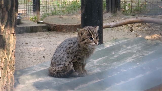 Виверровый котёнок с мамой 17.08.2021 смотреть онлайн