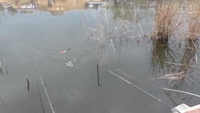 Рыбалка на карася (ПОПЛАВОК) У жены клюет , у меня нет. Почему? My fishing смотреть онлайн