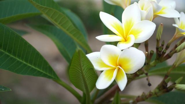 White plumeria in the world смотреть онлайн