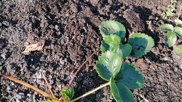 Окучивание клубники и мои эксперементы. смотреть онлайн