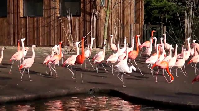 Смешные видео: фламинго маршируют смотреть онлайн