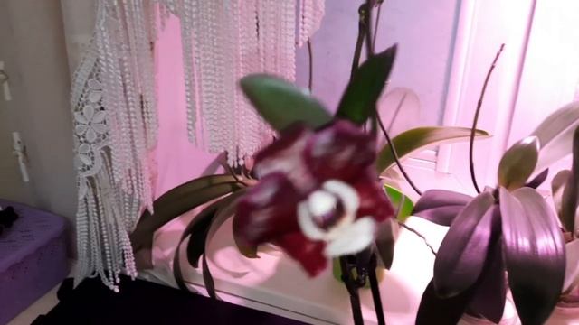 Крутила орхидеи и вот что стало с цветоносами после этого/ фитолампа/Каода, ее особенности смотреть онлайн