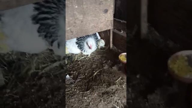 Брама Колумбийская смотреть онлайн