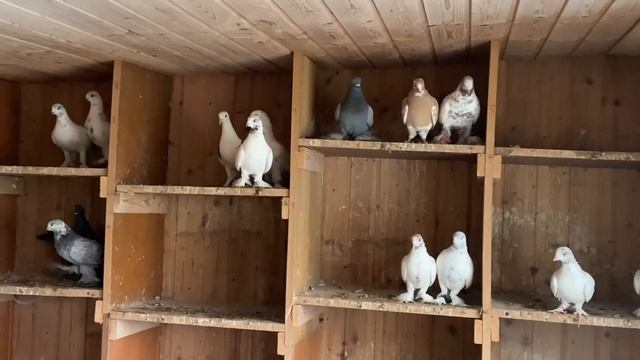 Голуби Tauben Pigeons Таджикские Андрея